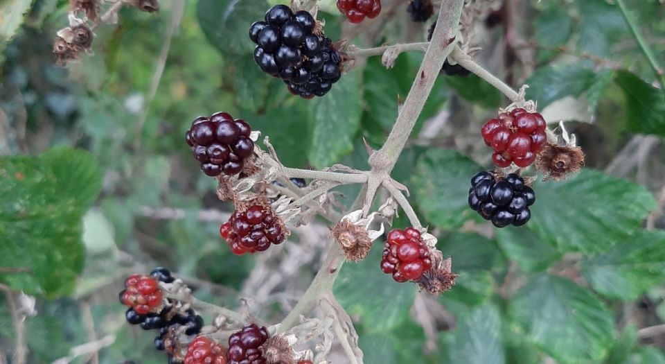 blackberry bush